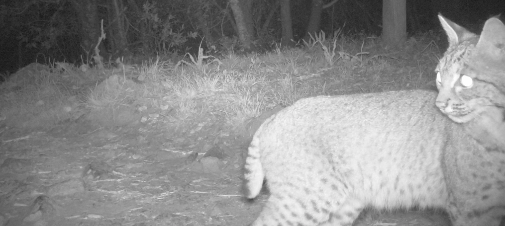 Bobcat captured by wildlife cameras One Tam Marin Wildlife